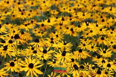 Rudbekija