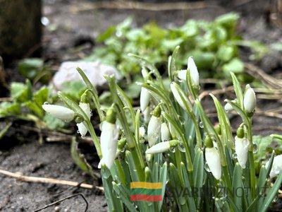 Snieguolės, pavasaris, gėlės