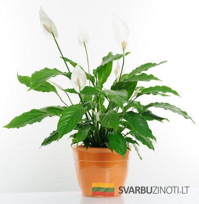 vėzdūnė