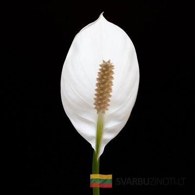 Vėzdūnė